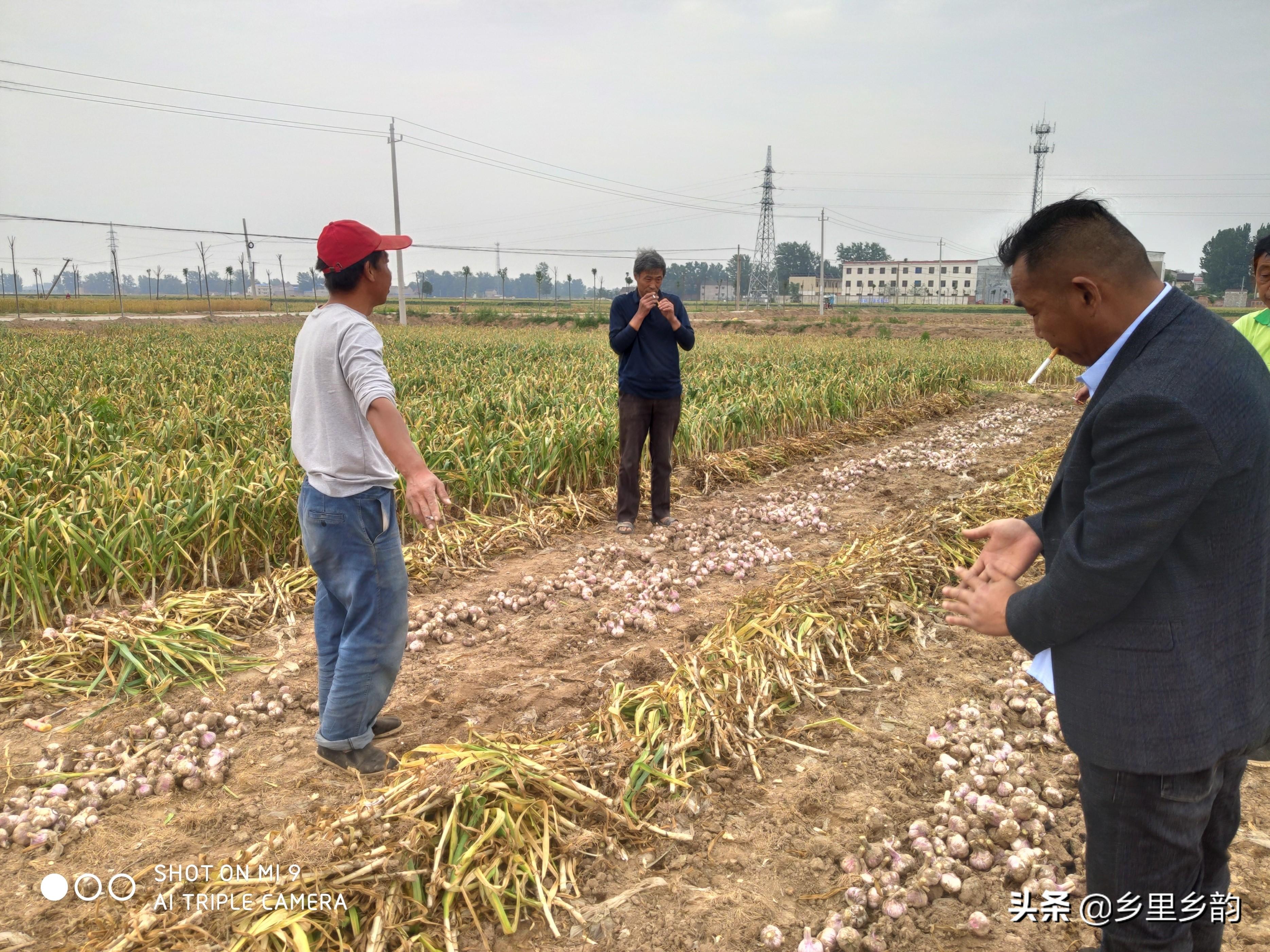 大蒜批发市场价格行情分析，最新动态与趋势预测